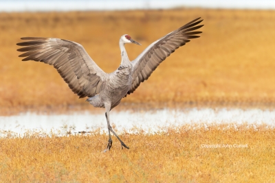 Flying-Bird;Grus-canadensis;Photography;Sandhill-Crane;action;active;aloft;behav